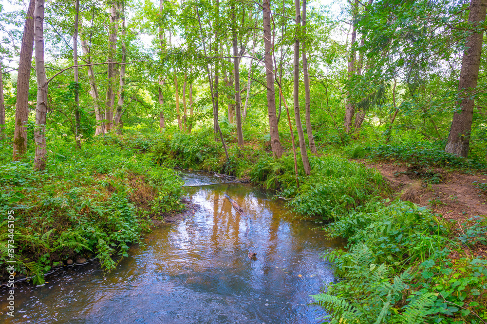 The shores of a stream in a green deciduous forest in sunlight in summer, Limburg, The Netherlands, August 23, 2020 The shores of a stream in a green deciduous forest in sunlight in summer, Limburg, The Netherlands, August 23, 2020