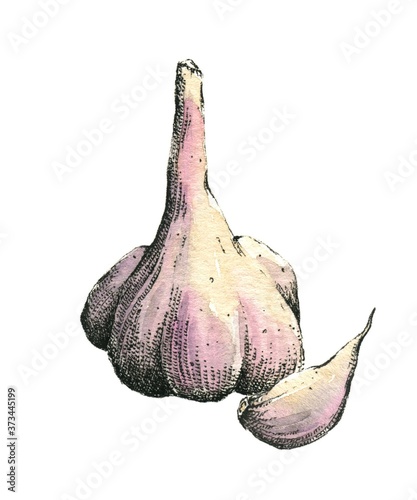 Hand-drawn watercolor image of garlic. Jpeg only