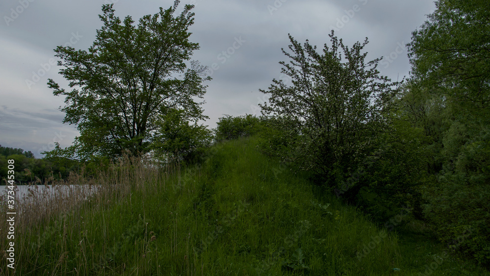 Obraz premium lake in the forest