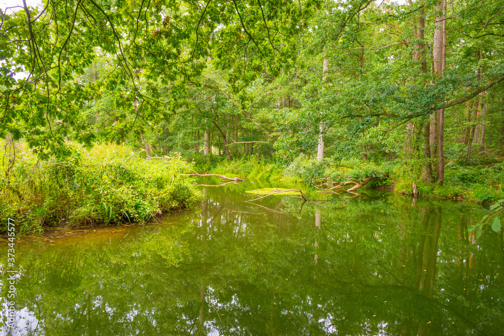 The shores of a stream in a green deciduous forest in sunlight in summer, Limburg, The Netherlands, August 23, 2020