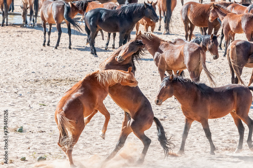 Fototapeta Naklejka Na Ścianę i Meble -  Wild horses of the Namib fighting at Garub