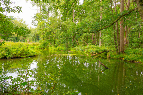 The shores of a stream in a green deciduous forest in sunlight in summer  Limburg  The Netherlands  August 23  2020