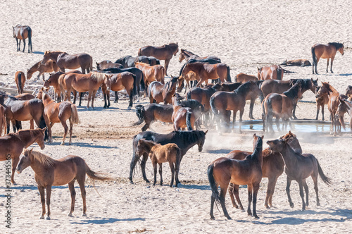 Fototapeta Naklejka Na Ścianę i Meble -  Wild horses of the Namib at Garub