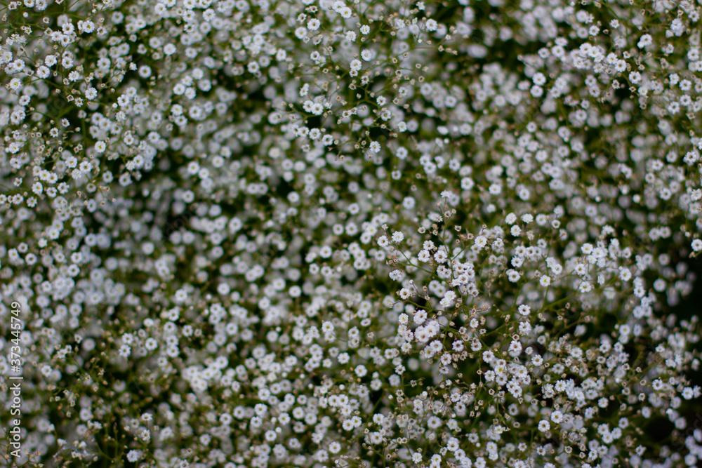 Babys breath, also called Gypsophila paniculataor Schleierkraut