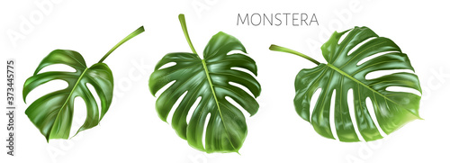 Vector realistic illustration set of tropical monstera leaves isolated on white background. Exotic botanical design element for cosmetics, spa, fashion. Can be used as hawaiian textile design element