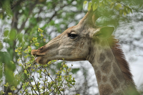 Photography Africa. Zambia. The giraffe eats the leaves of the tree.