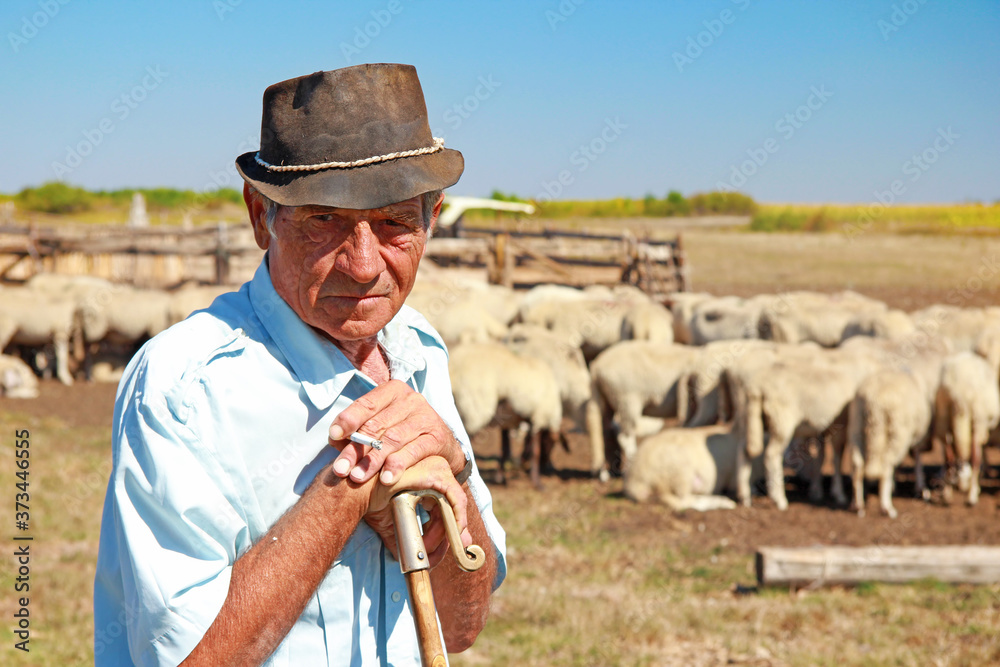 Portrait of a senior shepherd leaning on his staff with a flock of sheep on a farm, smokes a cigarette