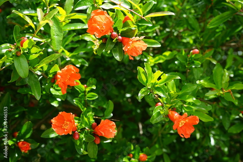 Red pomegranate flowers, tree and green leaves, in the nature