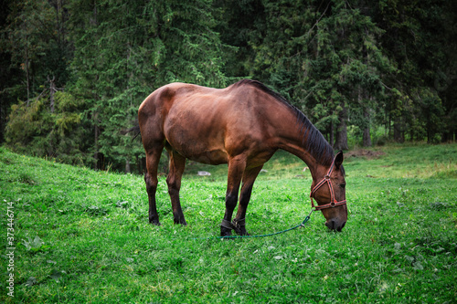 Horse eating grass in a meadow. Brown horse and forest in the background. Domestic horse on green background © Bikej Barakus