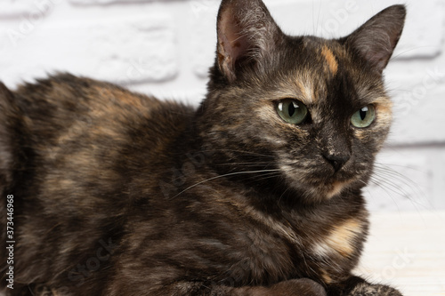 portrait of domestic tortoiseshell cat on white background