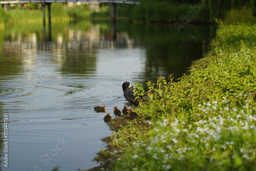 ducks on the lake