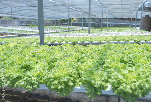 Salad vegetable in the hydroponic garden farm, healthy organic agriculture cultivation