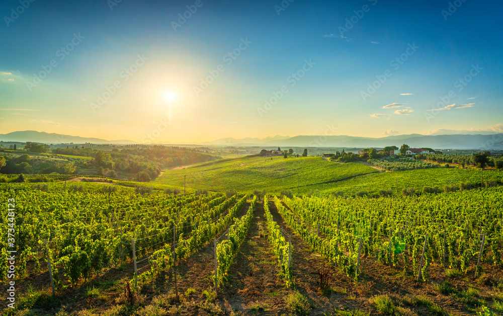 Chianti vineyards and panorama at sunset. Cerreto Guidi, Tuscany, Italy