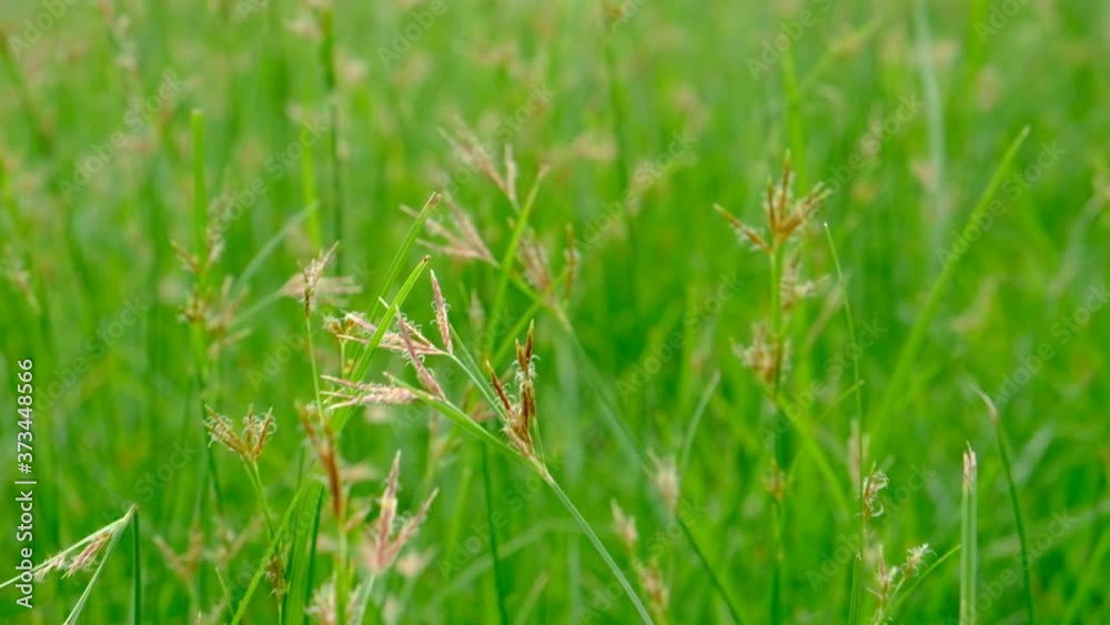 Nut Grass (Cyperus rotundus L.) on green background. Nut Grass (Cyperus rotundus L.) on green background.