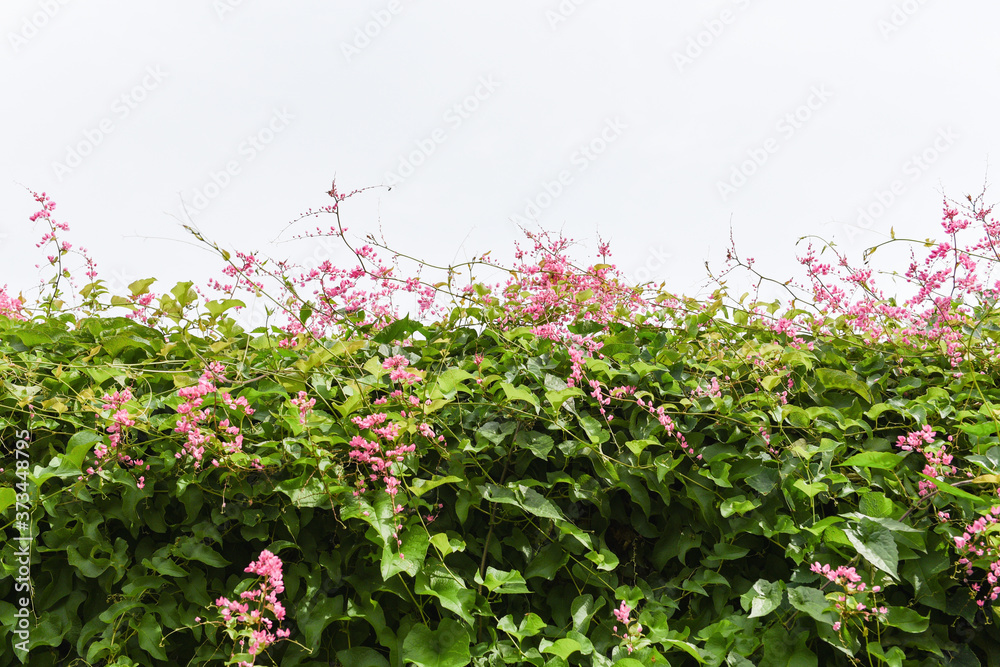 green vine with pink flower on white background - leaves vine ivy plant grow on the roof green vine with pink flower on white background - leaves vine ivy plant grow on the roof