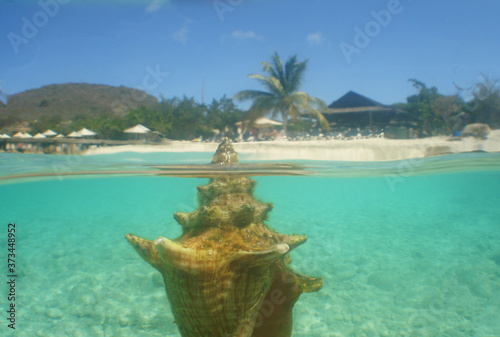 Fototapeta Naklejka Na Ścianę i Meble -  
underwater sheels  on a paradise island in the caribbean sea, Curacao