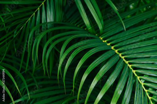 Plam leaves natural green pattern on dark background - Leaf beautiful in the tropical forest plant jungle © Bigc Studio