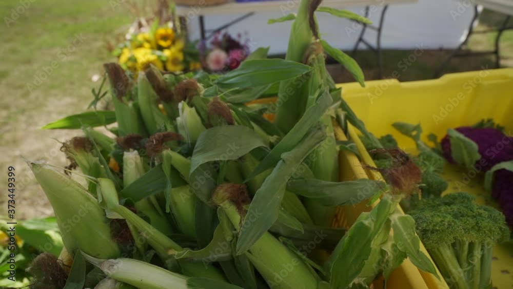 Corn on display at Vancouver Island Farmers Market. Corn on display at Vancouver Island Farmers Market.