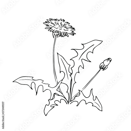 Dandelion flower with leaves, sketch on a white background, vector, black silhouette, hand drawn