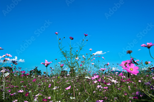 The beautiful cosmos flowers background blue sky.