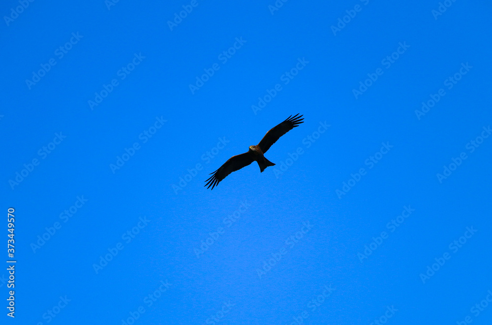 young strong falcon soars, spreading its large wings, in clear sky before hunting. bird of prey hawk hunter flies in the bright blue sky in search of prey. young strong falcon soars, spreading its large wings, in clear sky before hunting. bird of prey hawk hunter flies in the bright blue sky in search of prey.