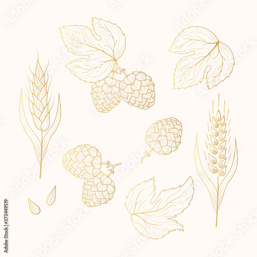 Golden malt, barley, wheat ear and hop plant with leaves on branch sketches. Engraving style. Gold vintage Beer ingredients. Vector isolated illustration.
