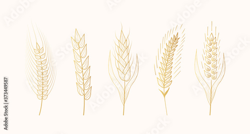 Gold malt, barley, wheat ears silhouettes. Gold grain cereal for beer making or bakery. Vector isolated vintage illustration. 