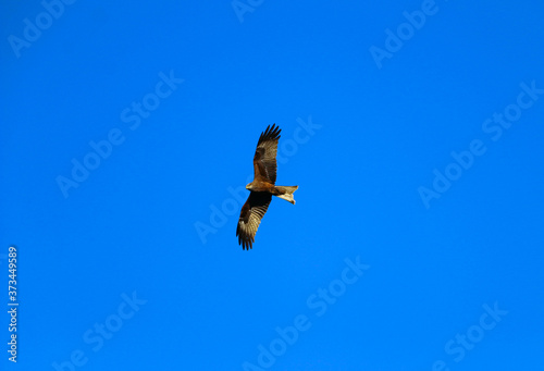  young strong falcon soars, spreading its large wings, in clear sky before hunting. bird of prey hawk hunter flies in the bright blue sky in search of prey.