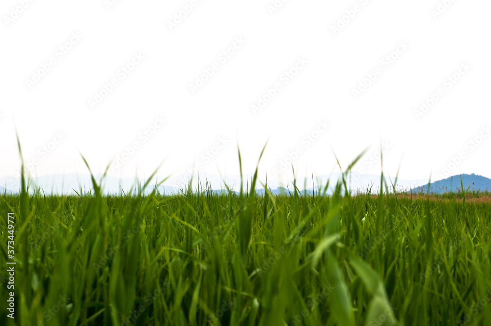 The beautiful reed field at seaside. The beautiful reed field at seaside.