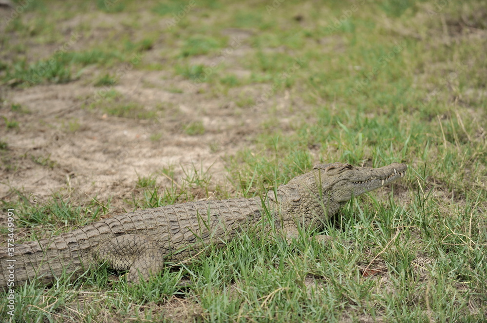 Zambia. Africa. Crocodile on the river bank. Zambia. Africa. Crocodile on the river bank.