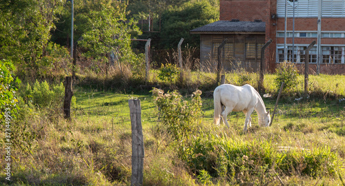 White horse grazing in schoolyard in Brazil