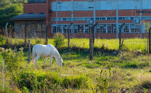 White horse grazing in schoolyard in Brazil