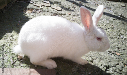 White rabbit with red eyes wary of the camera.