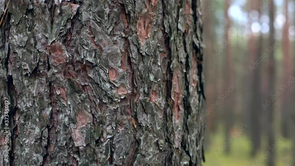 Closeup macro view of tree bark with beautiful green autumn forest on background. Ecology protection concept. Wood. Closeup macro view of tree bark with beautiful green autumn forest on background. Ecology protection concept. Wood.