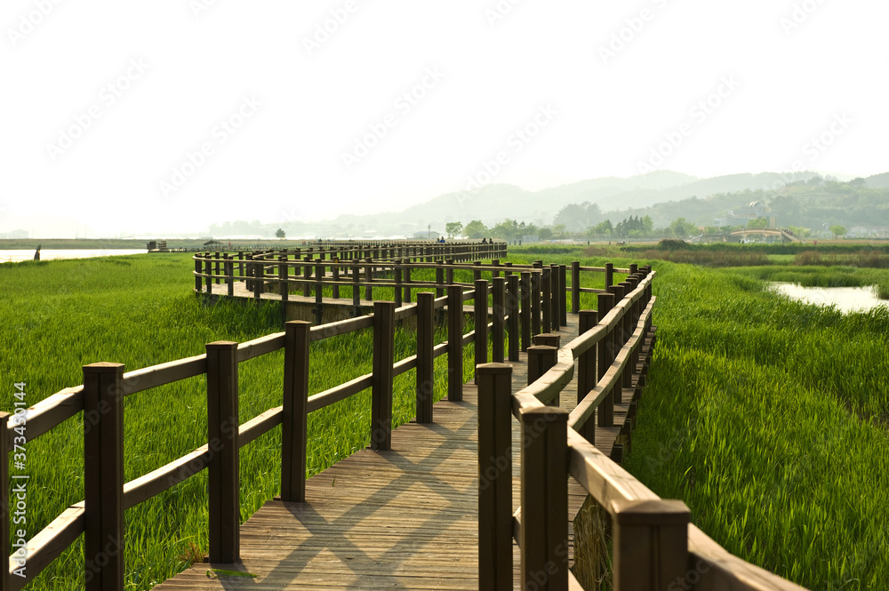 Obraz premium The beautiful reed field at seaside.