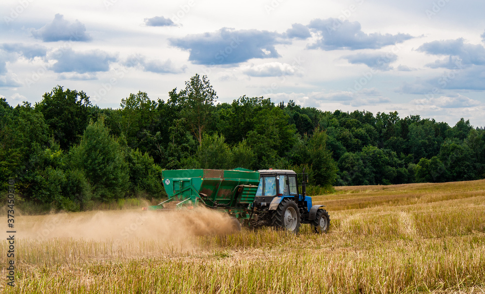 Old blue tractor with a trailer works in a mown rapeseed field against the backdrop of a forest on a sunny day. Seasonal work on a tractor for processing the earth with mineral substances. Back view