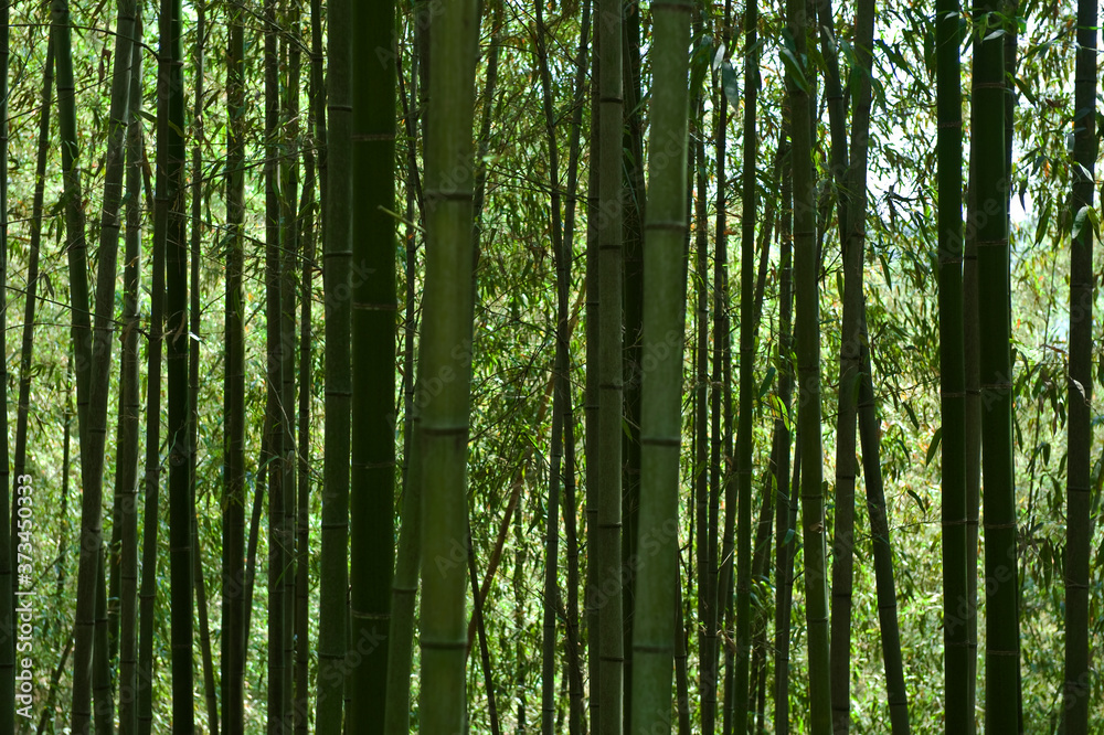 The beautiful bamboo forest. The beautiful bamboo forest.