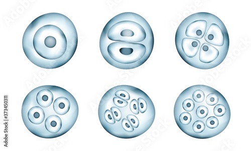 Realistic vector cells division. Stages of human embryonic development. Medical or biology science template. 