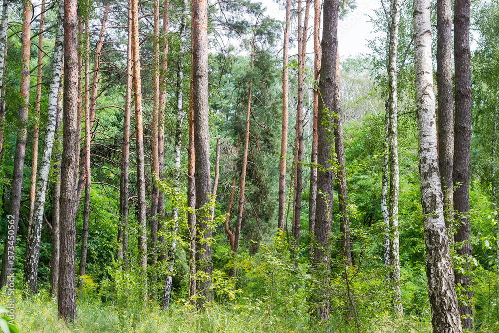 Fragment of the mixed deciduous and coniferous forest Fragment of the mixed deciduous and coniferous forest
