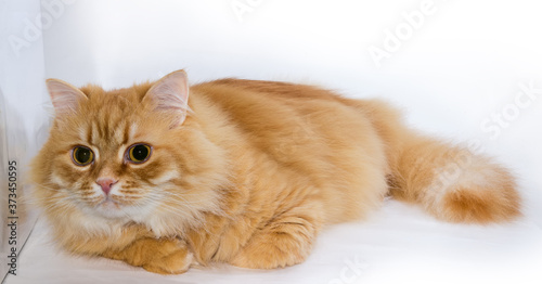 Fototapeta Naklejka Na Ścianę i Meble -  Ginger cat lies on light surface and looking forward