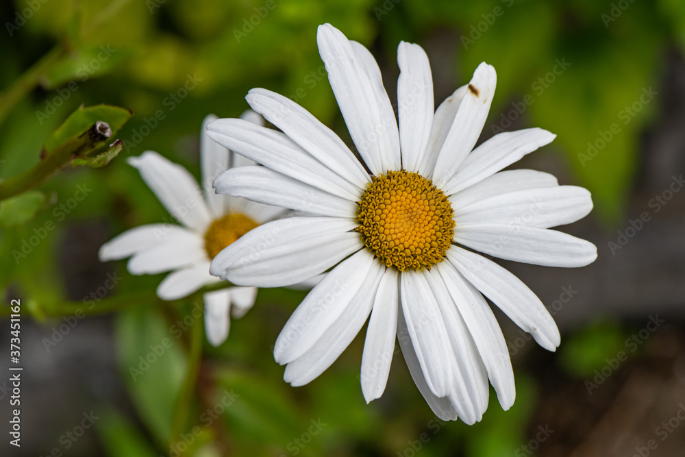Obraz premium white shasta daisy flower