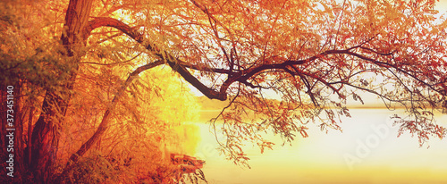 Beautiful autumn background, path among trees in yellow foliage, tinted photo. Selective and soft focus.