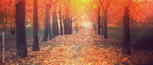 Beautiful autumn background, path among trees in yellow foliage, tinted photo. Selective, soft focus.
