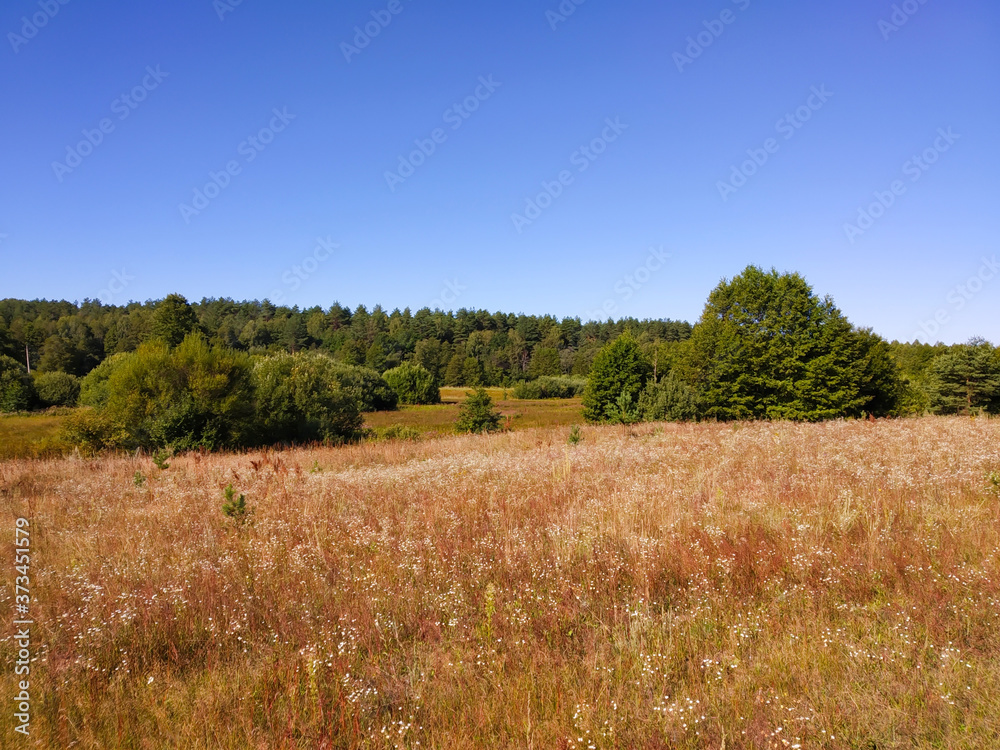 Landscape with beautiful floor and green wood on background blue sky Landscape with beautiful floor and green wood on background blue sky