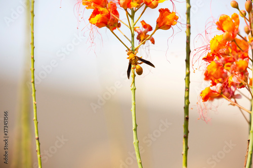 Golden wasp on Red Bird of Paradise