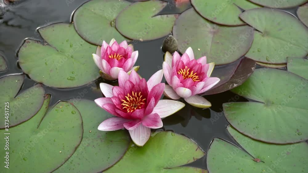 Three lovely pink water lilies on calm water Three lovely pink water lilies on calm water