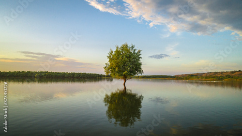 Fototapeta Naklejka Na Ścianę i Meble -  A tree growing in lake with reflection in water and swans on background