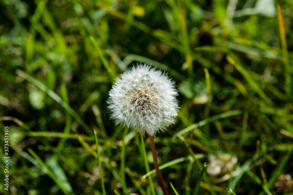 Taraxacum officinale, dandelion in the grass Taraxacum officinale, dandelion in the grass