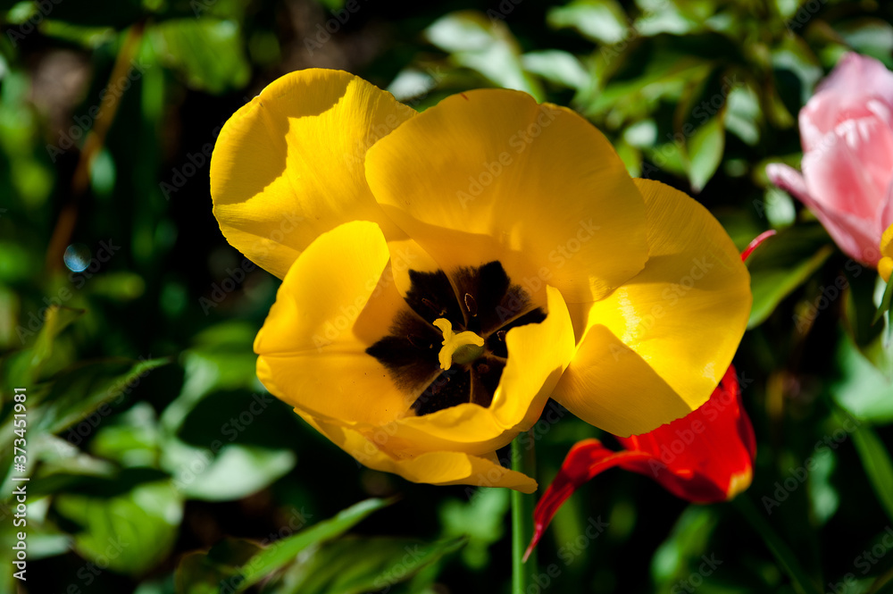 Beautiful colorful tulip flower close-up background of field and forest,spring time. Beautiful colorful tulip flower close-up background of field and forest,spring time.