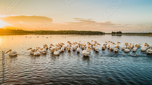 A flock of white pelicans on lake beleu, moldova during sunset